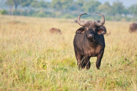 young buffalo eating grass - national park masai mara in kenyaの写真素材