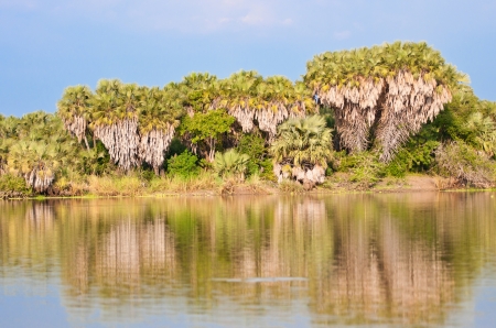 palm trees reflecting in the lake manze in east africa - boat safari in the national park selous game reserve in tanzaniaの写真素材