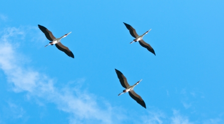 yellow billed storks flying in the sky - national park selous game reserve in tanzaniaの写真素材