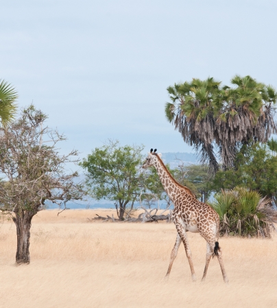 giraffe prowling around in the savannah - national park selous game reserve in tanzaniaの写真素材