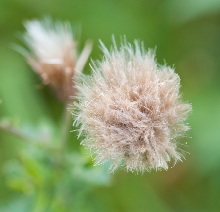 cotton grass on a blurry green backgroundの写真素材