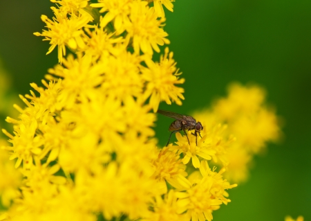 fly resting on a yellow flowerの写真素材