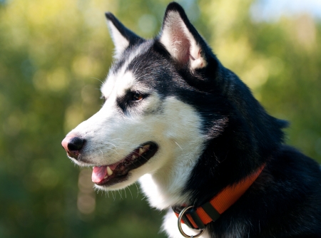 side face portrait of a siberian huskyの写真素材