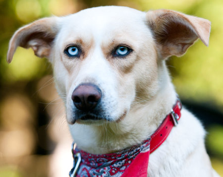 portrait of a labrador with light blue eyes and a red necktie