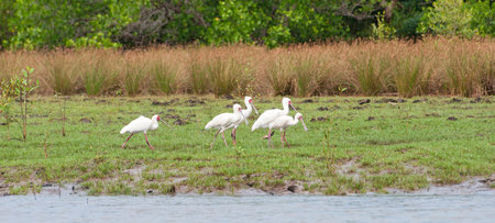 spoonbills on the shore of the wami river in tanzania - boat safari in the national park saadaniの写真素材