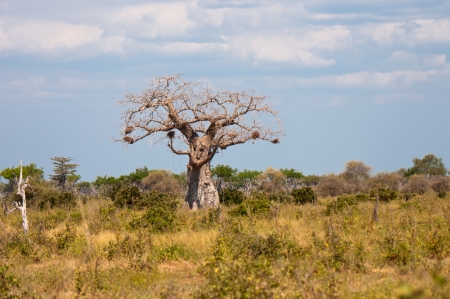 baobab tree in the national park selous game reserve in tanzaniaの写真素材