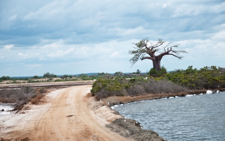 baobab tree on the shore of the salt lake in tanzania - national park saadani in the indian oceanの写真素材