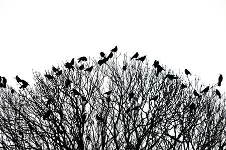 silhouette of many birds on a treetop - black and white shotの写真素材