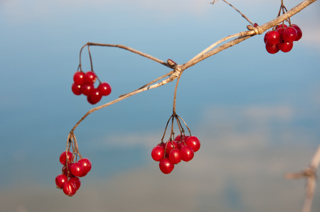 red viburnum berries on a bushの写真素材