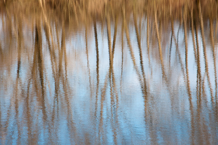 rippled water surface - tress mirroring in a lakeの写真素材