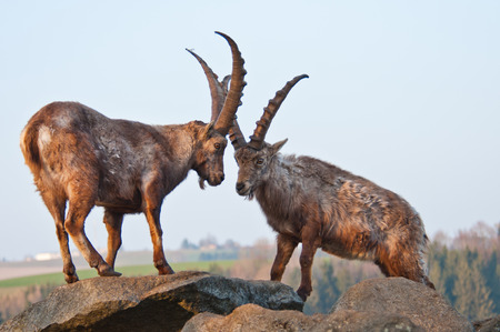 two ibexes in the mountains looking face to faceの写真素材