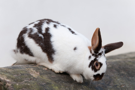 rabbit climbing down a trunkの写真素材