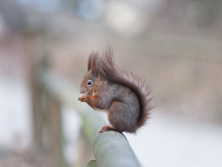 squirrel in a park sitting on a wooden handrail eating a nut