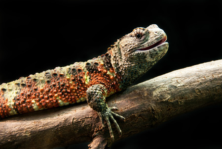 colorful iguana resting on a tree trunk isolated on a black backgroundの写真素材