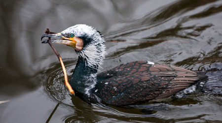 cormorant swimming on the pond with a branch in the bill going to build a nest