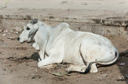 indian cow lying in the garbage on a pavement in rajasthanの写真素材