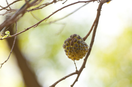 custard apple fruit on a tree