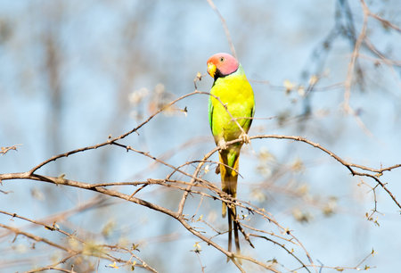 blossom-headed parakeet sitting on a bush - birdwatching in the national park ranthambore in india -...