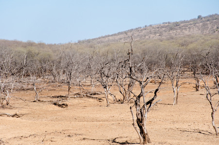 landscape in the national park ranthambhore in india - rajasthanの写真素材