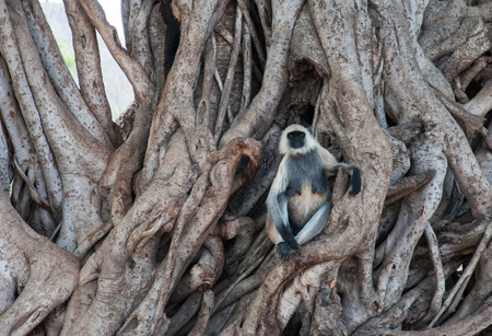 common langur monkey sitting in the roots of a huge tree - national park ranthambore in india - rajasthanの写真素材