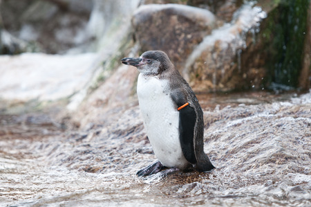 penguin standing on a stoneの写真素材