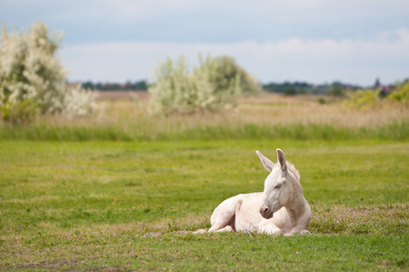 lonesome white donkey lying on the pastureの写真素材