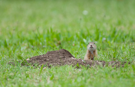 european ground squirrel looking out curious of its earth holeの写真素材