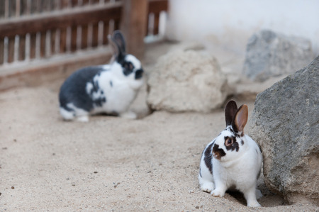two black and white patterned rabbits in a children s zooの写真素材