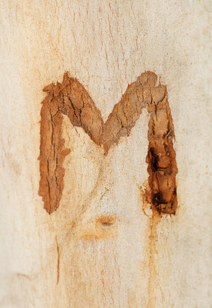 the letter M engraved in a tree trunkの写真素材
