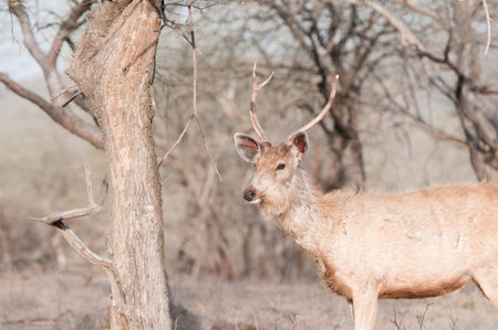 portrait of an indian stag - national park ranthambore in rajasthanの写真素材