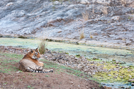 Bengal tiger lying lazy near a rivuletの写真素材