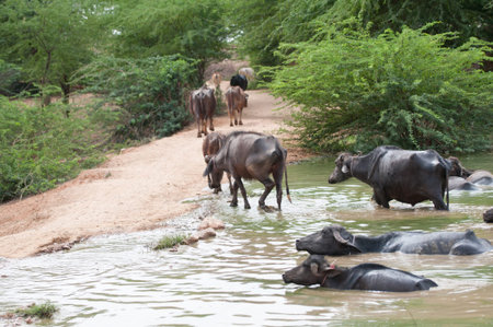 indian holy cows taking a bath in a muddy lake - national park ranthambhore in rajasthanの写真素材