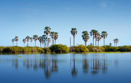 palm trees reflecting in the lake manze in africa - national park selous park reserve in tanzania