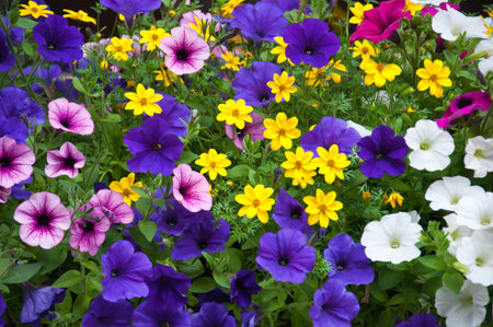 mix of different colorful outdoor plants