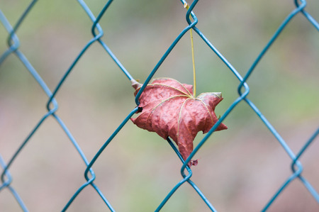 maple leaf caught in a mesh wire fenceの写真素材