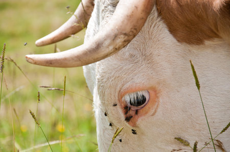 closeup of a grazing cow with flys round the eyesの写真素材