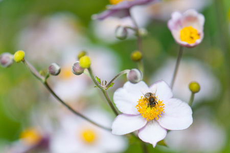 bee collecting nectar on an autumnal anemoneの写真素材