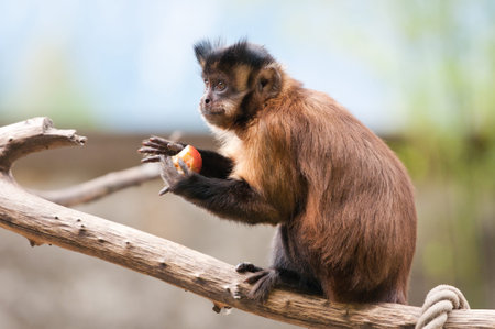 capuchin monkey sitting on a tree branch eating an appleの写真素材