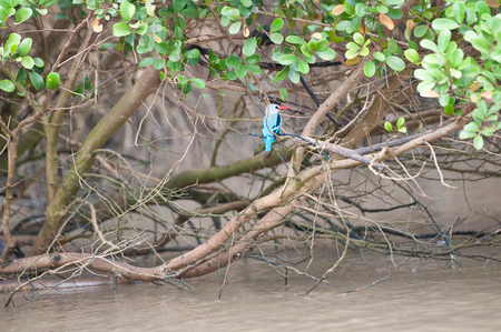 woodland kingfisher sitting on a branch on a mangrove bush in the national park saadani in Tansania Africaの写真素材