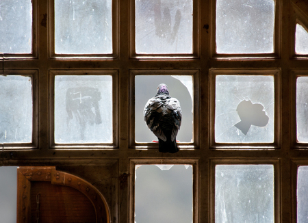 pigeon looking out of a broken windowの写真素材