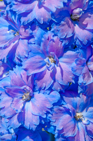 blue delphinium floral background textureの写真素材