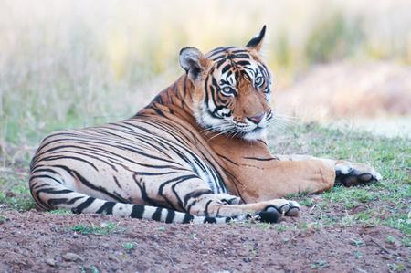 Bengal tiger lying lazy in the grass - national park ranthambhore in india - rajasthanの写真素材