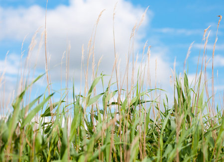 reed against the blue sky