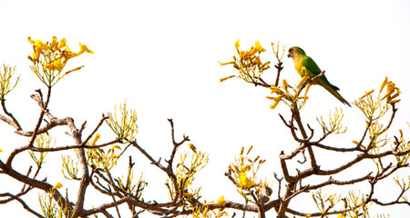 peach-fronted parakeet sitting on the top of a yellow trumpet tree - Brazil - Pantanal