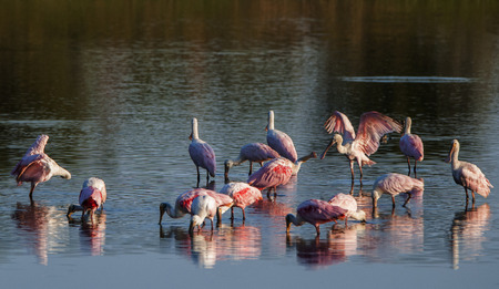 roseate spoonbills drinking in the Rio Negro in Brazil - Pantanalの写真素材