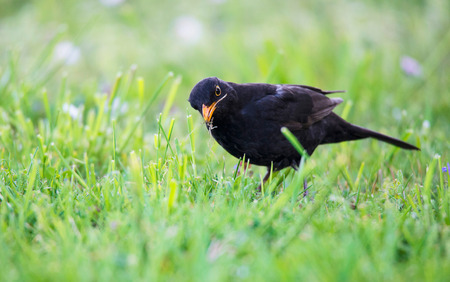 blackbird in the meadowの写真素材