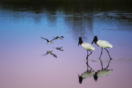 Jabiru stork couple and Skimmer couple on the lake at sunsetの写真素材