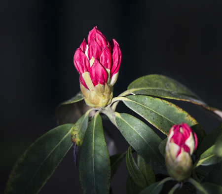 closeup of a pink rhododendron budの写真素材