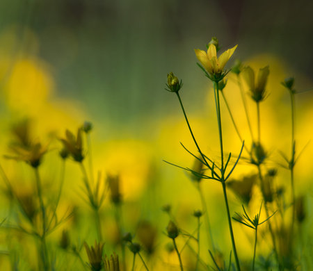 yellow tickseed