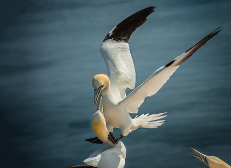 northern gannet landingの写真素材
